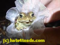 /home//u458753944/public_html/sourcegallery//////////Roxborough Toad Detour/2021/2021-03-31/P3310161.JPG